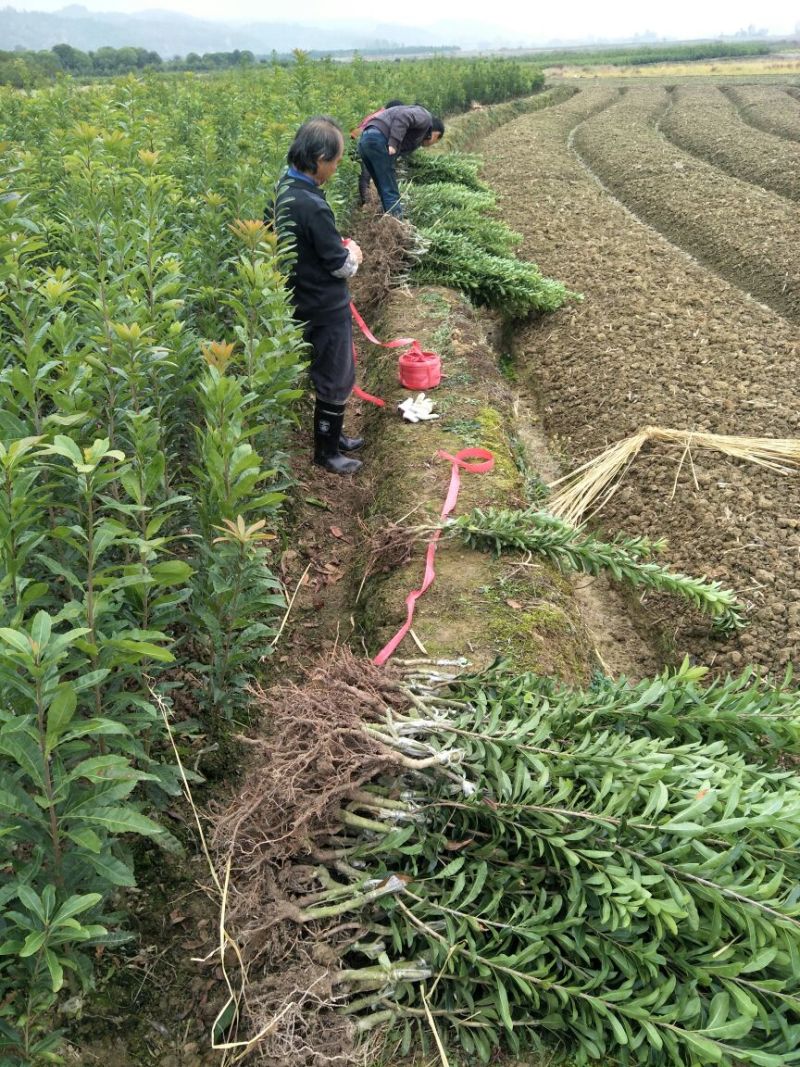 湖南靖州杨梅苗基地图片