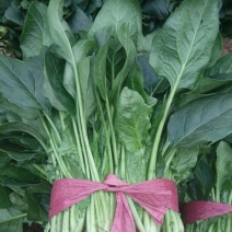 菠菜25~30厘米
