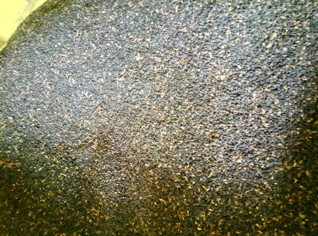 黑芝麻实物图,展示整粒黑芝麻的外观和色泽 黑芝麻实物图