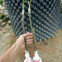 菠萝蜜苗稿接树