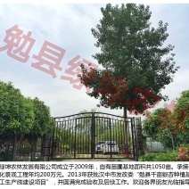 紫薇1~2米2~4cm1.5~2米