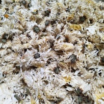 药用菊花散装