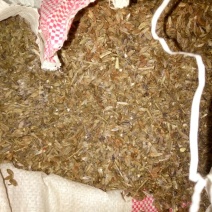 白术种子98%以上