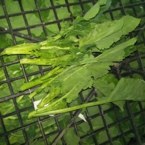 油菜苔10~15cm