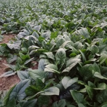 黑叶菠菜25~30厘米