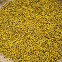 野菊花贵州野菊花