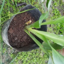 万年青干花中华万年青