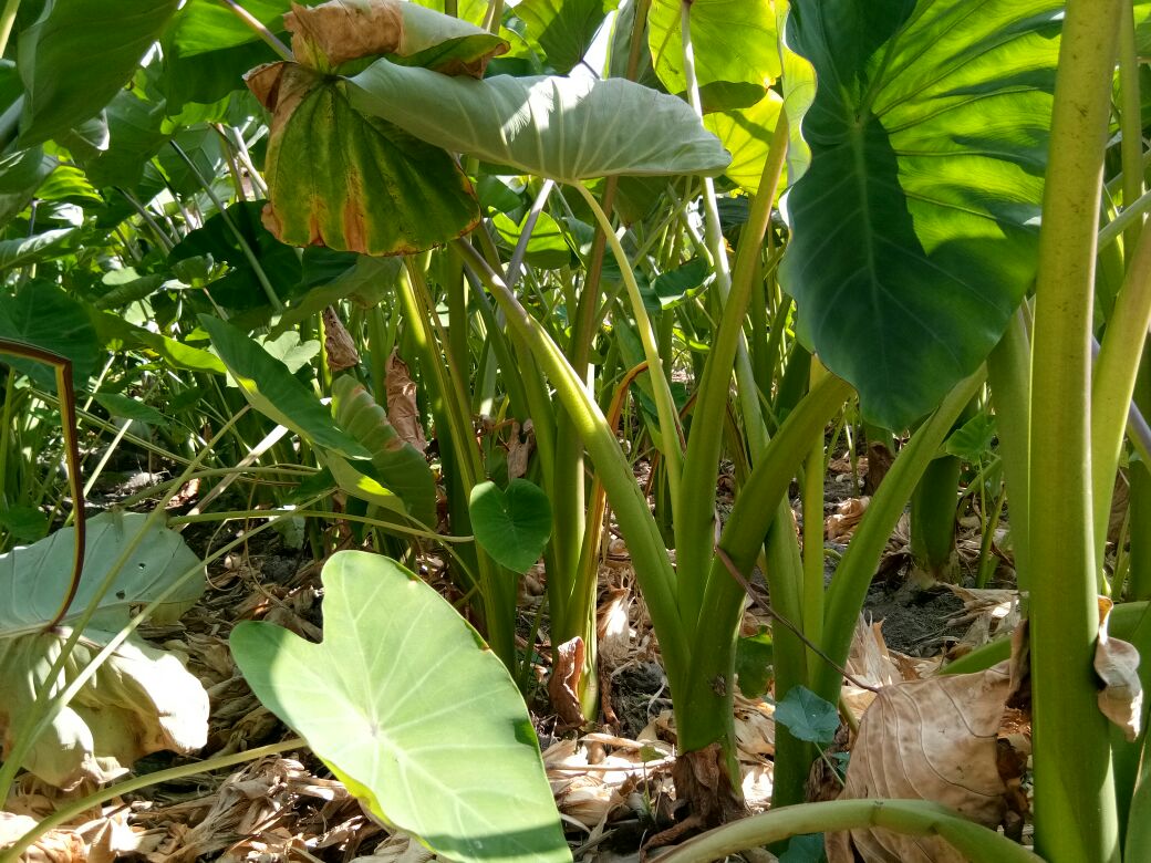 芋属植物分类图示