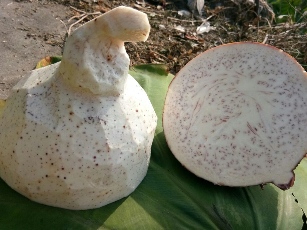 荔浦芋头的外观展示