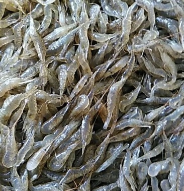 青虾活虾8只kg以下