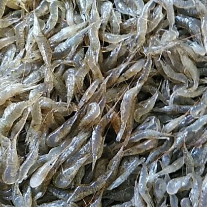 河虾价格行情_今日河虾价格多少钱一斤 _ 一亩田