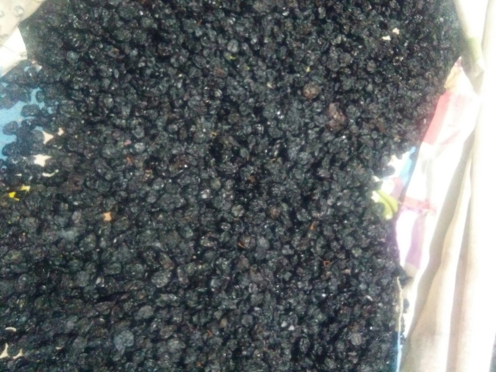 黑玛卡切开后呈现出独特的黑色果肉