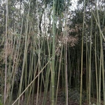 斑竹6~7m
