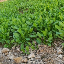 大叶菠菜15~20厘米