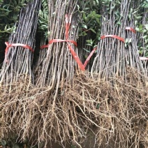 基地直销花椒苗今年花椒苗价格成活率高大红袍花椒树苗