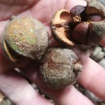 油茶籽99%以上