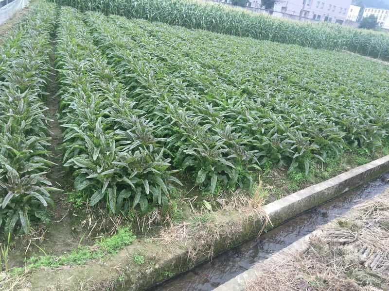 紫叶香莴笋在阳台种植盆中的生长状态
