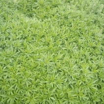 芦篙