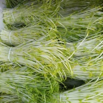 松柳芽苗菜散装