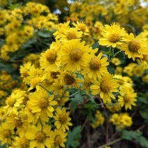 野菊花散装