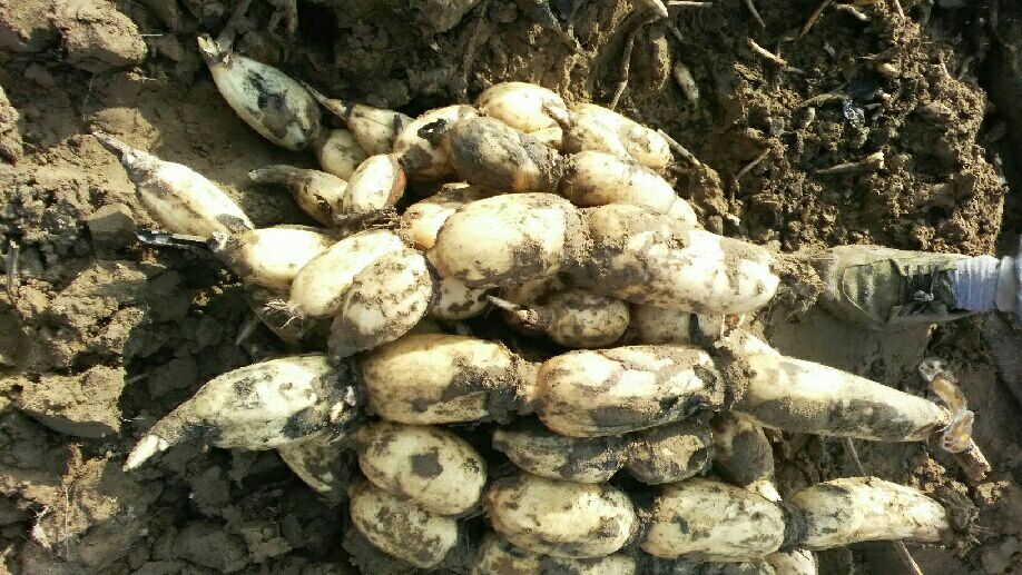 切开的聊城白莲藕特写