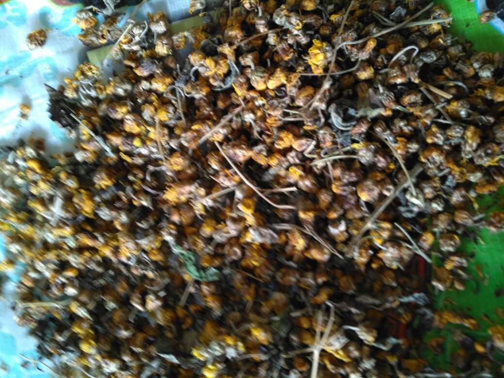 野菊花茶饮图