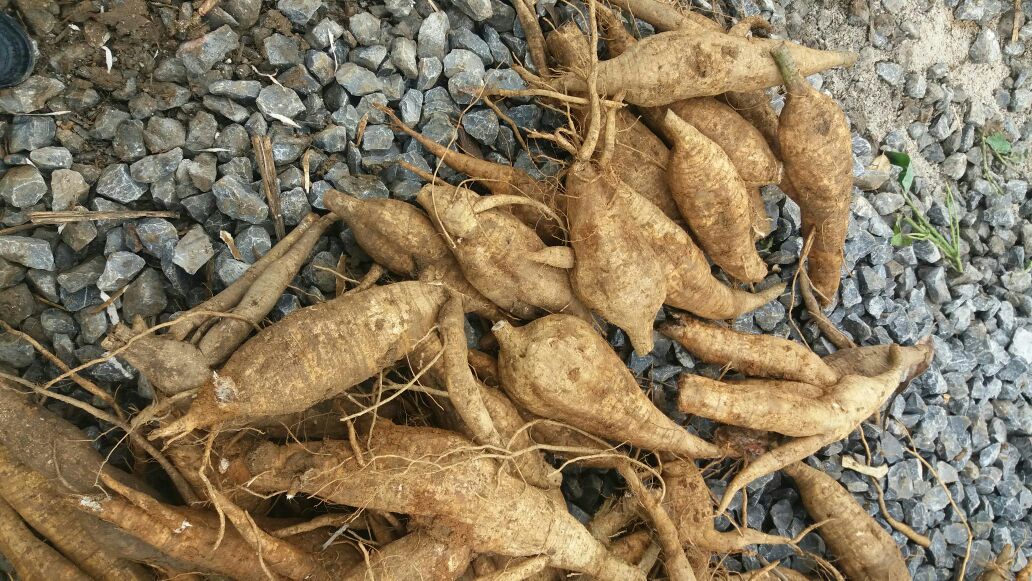 粉葛采收现场图