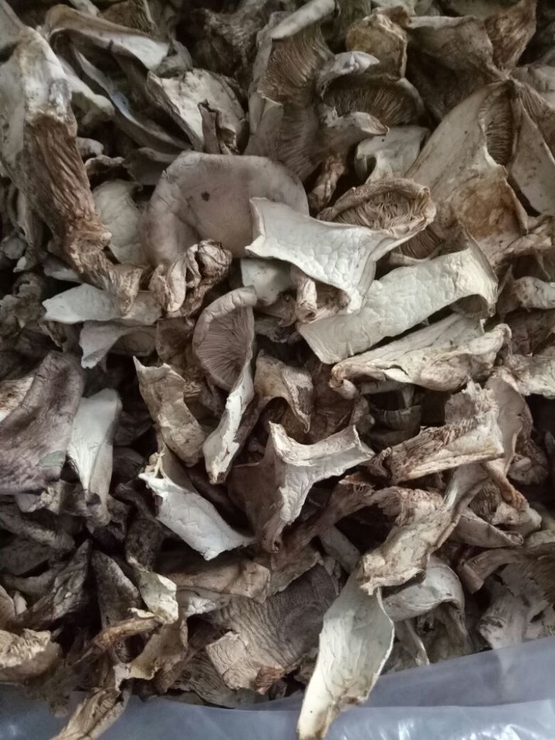 银盘蘑菇一级4cm