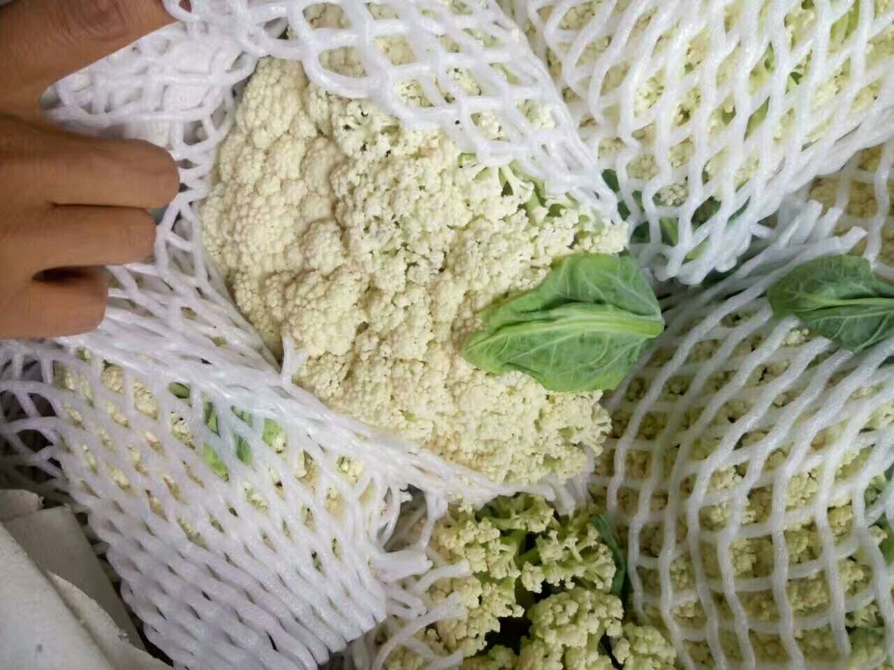 对比图：松花菜与典型野菜并置