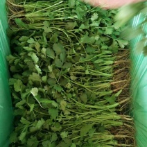 大叶香菜20~30厘米。颜色好。供超市。