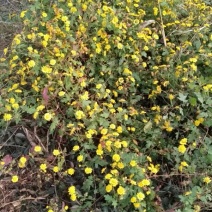 野菊花散装