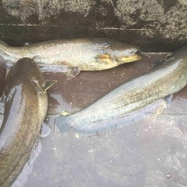 大口鲶食用