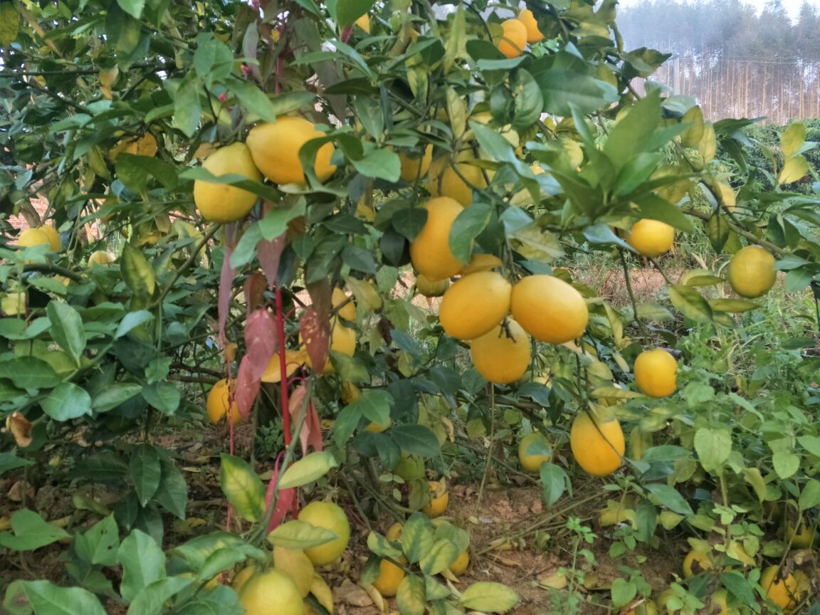 阳光下的柠檬树,枝头挂满金黄色柠檬果实,展现出自然生长的生机与活力 柠檬树与果实