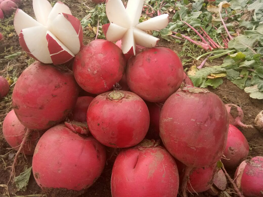 红皮萝卜外观特写