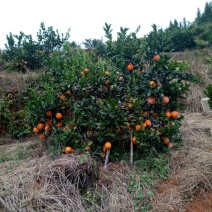 造型树