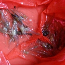 河虾活虾21~25只/kg