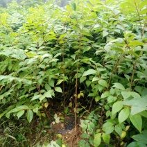 漆树苗，经济林苗，出漆率高，成活率高，长势快，