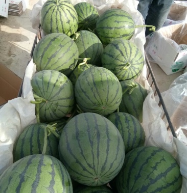 沙漠吊瓜4斤打底9成熟1茬