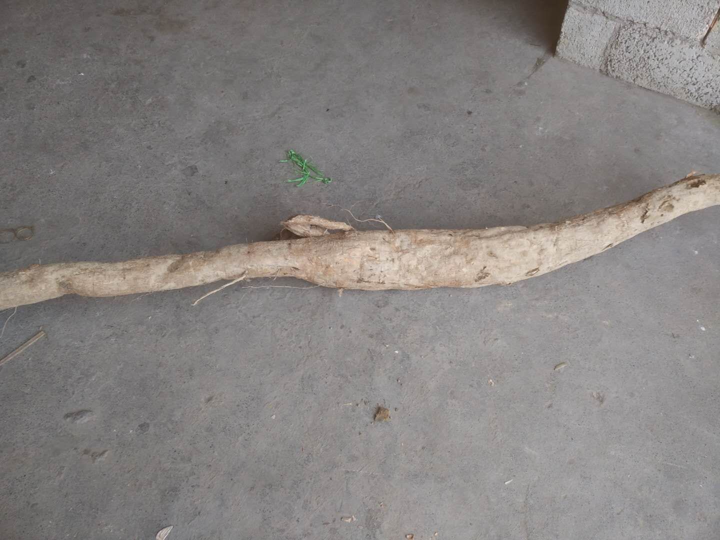 粉葛与钩吻的对比图,用于辨别有毒植物 粉葛与钩吻的对比图