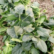 大叶菠菜15~20厘米