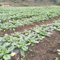 盘菜椭圆形