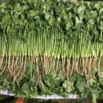 香菜30厘米以上产区直发分拣加工标准稳定档口收货