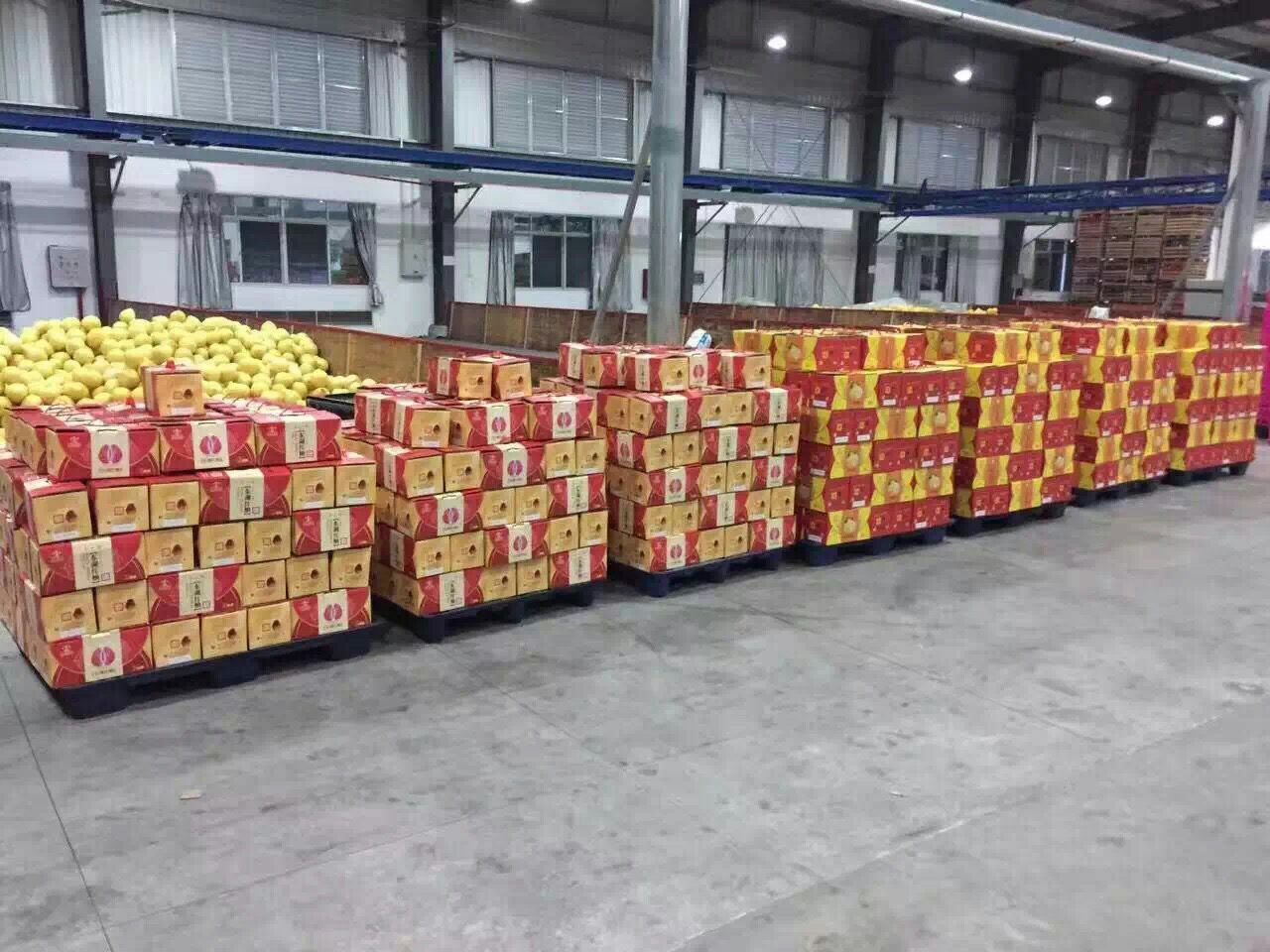 现代化的农产品电商打包车间内,工作人员正在对太东蜜柚进行分级、贴标、装箱,传送带上整齐排列着印有品牌LOGO的纸箱,背景电子屏显示当日订单量已达1.2万单,展现高效物流运作场景 电商打包发货现场