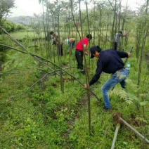 黄山栾树苗基地1一20批发，现货长期有效。