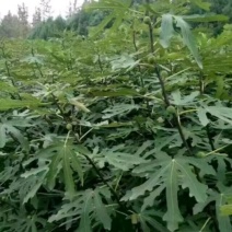 无花果树80~100cm
