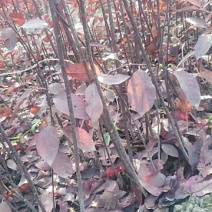 紫叶矮樱2cm以下50~80cm