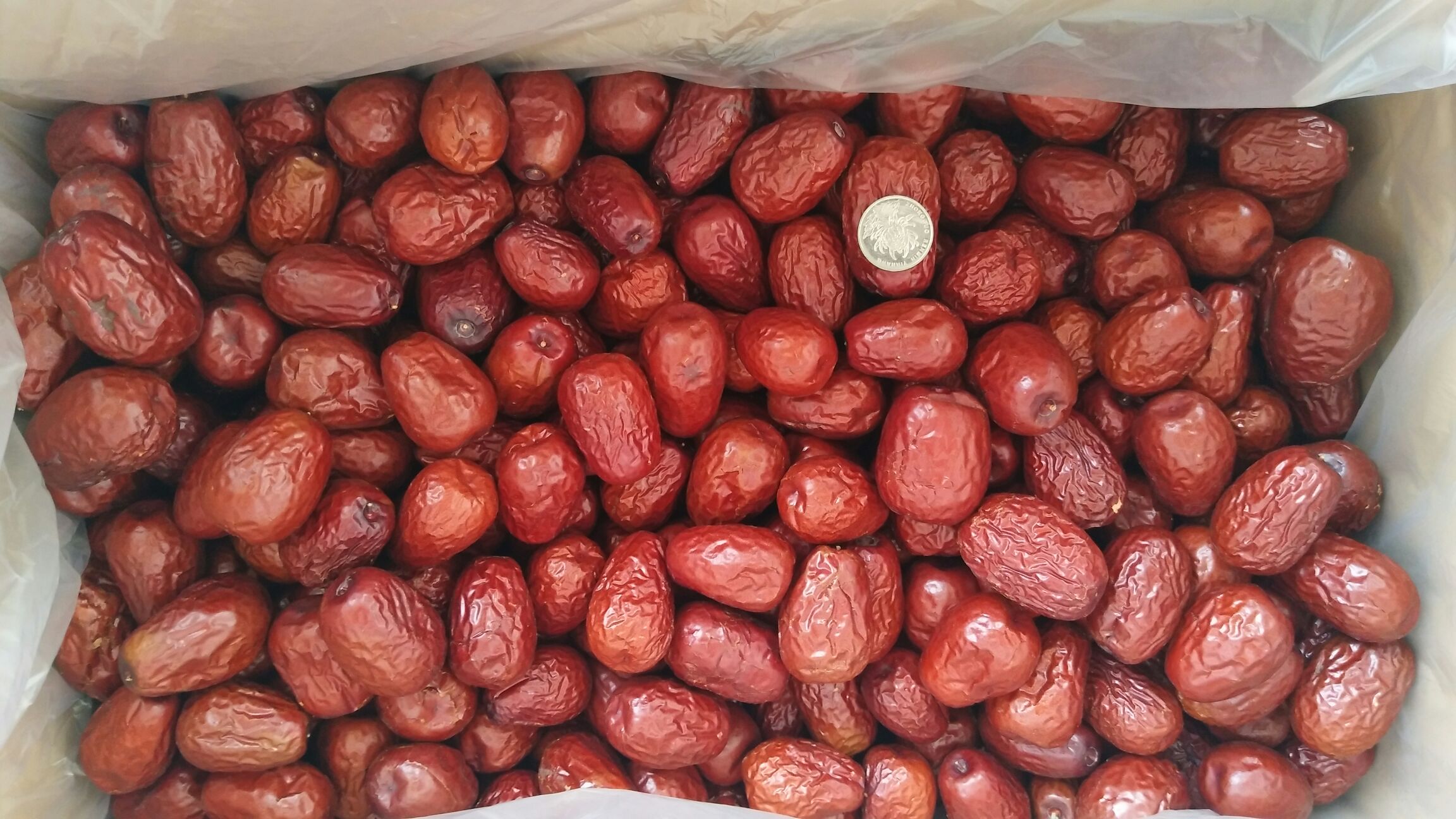 骏枣与常见参照物对比图：一颗骏枣（约11g）与一枚一元硬币、一颗夏威夷果、一支标准签字笔并列摆放，所有物体置于木质桌面上，自然光线拍摄，突出尺寸与重量的直观感知