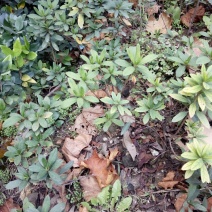 杜鹃14~16cm0.5~1米