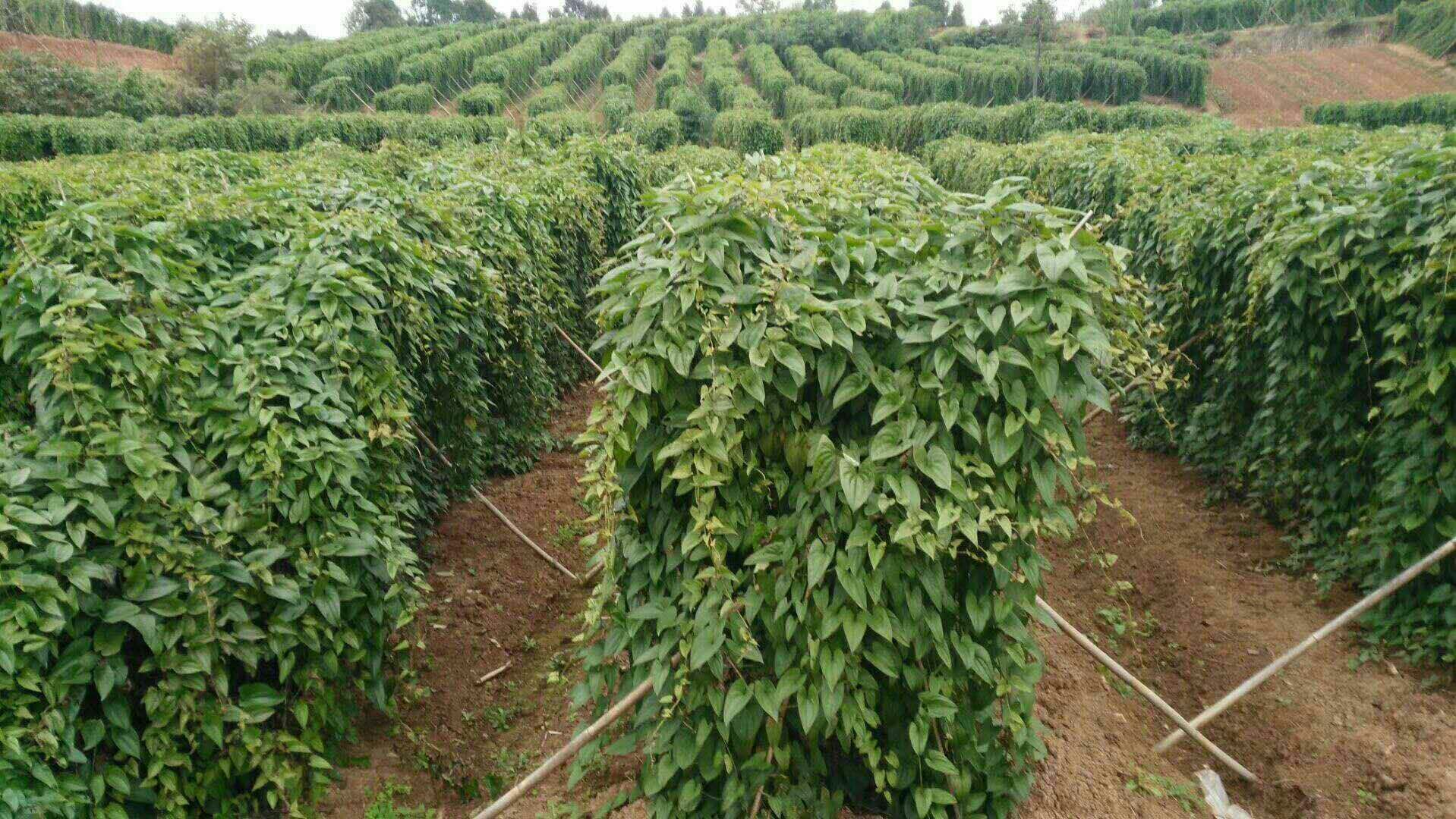 河南焦作温县国家级淮山药标准化种植基地实景:棕红色垆土土壤、黑色全生物降解地膜覆盖、机械化采挖作业,田埂立有‘中华人民共和国地理标志保护产品’石碑,体现道地产区的生态与规范 道地温县淮山药种植基地航拍图:整齐的垄沟覆黑色地膜,田间可见农户正在采挖刚出土的带泥淮山药,土壤呈典型垆土棕红色,远处有“国家地理标志产品”标识碑