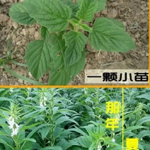 芝麻叶混合叶